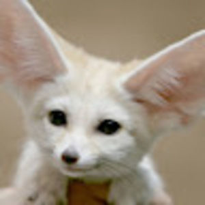 Meet your Posher, Natasha